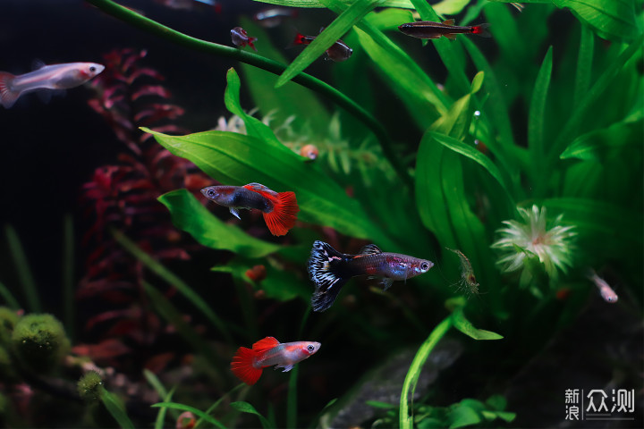 新年开的懒人缸过了半年，究竟变得怎样了呢？_新浪众测