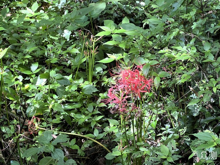 打卡“应梦里”踱步雪窦山，奉化遛娃记_新浪众测