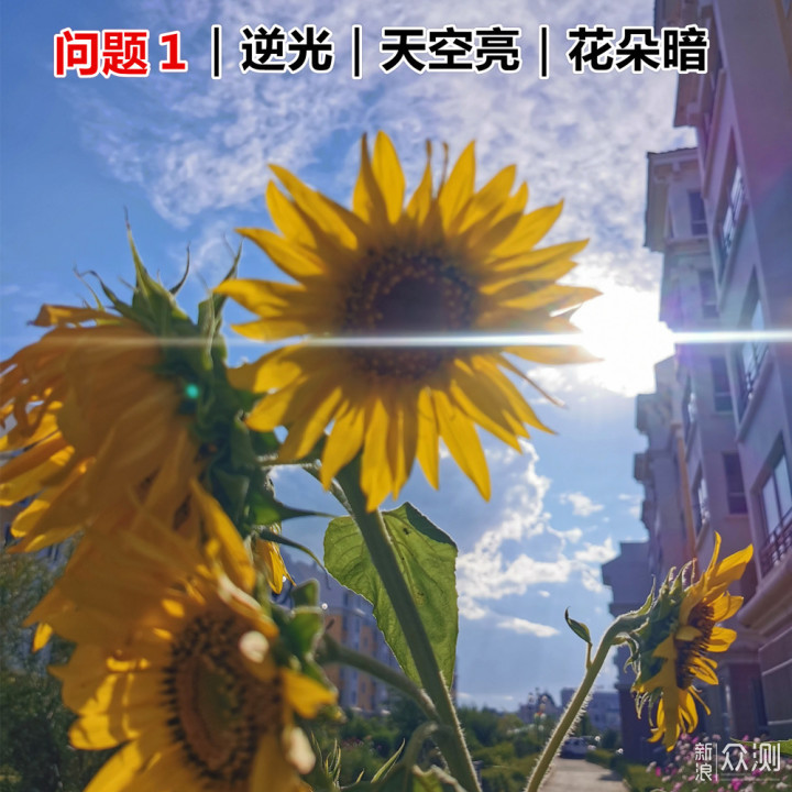 秋日“向阳花”手机这么拍｜好看，阳光又大片_新浪众测