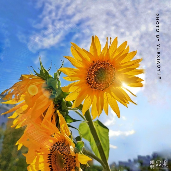 秋日“向阳花”手机这么拍｜好看，阳光又大片_新浪众测