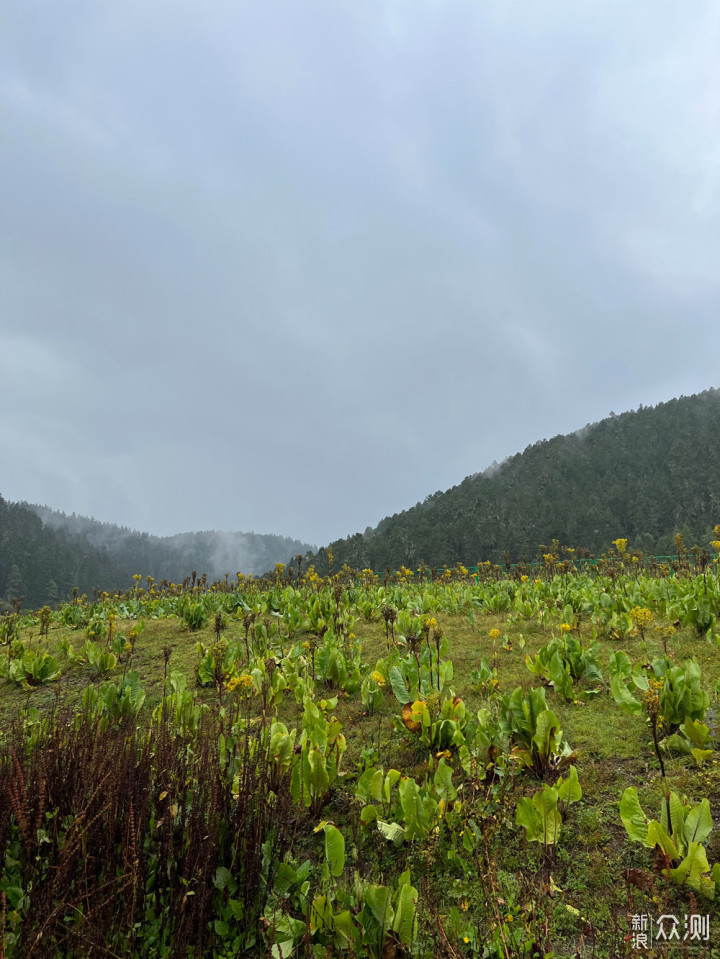 迪庆雨崩登山，香格里拉徒步，丽江古城摆烂_新浪众测