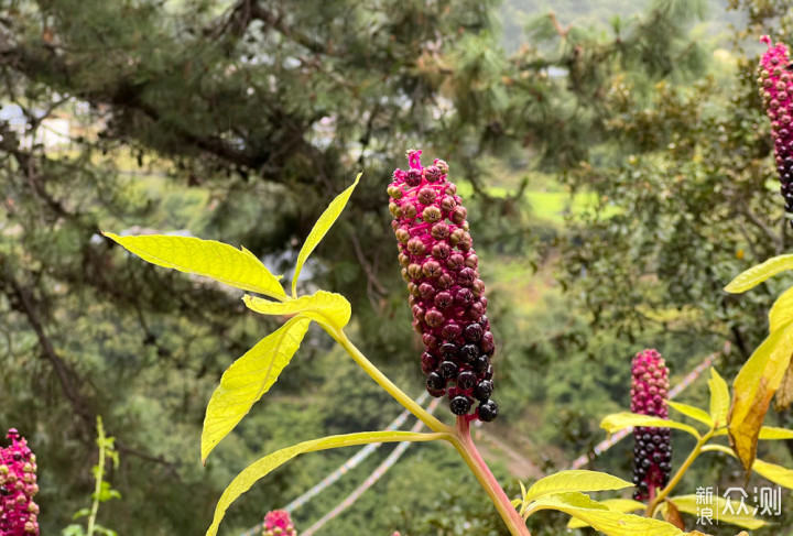 迪庆雨崩登山，香格里拉徒步，丽江古城摆烂_新浪众测