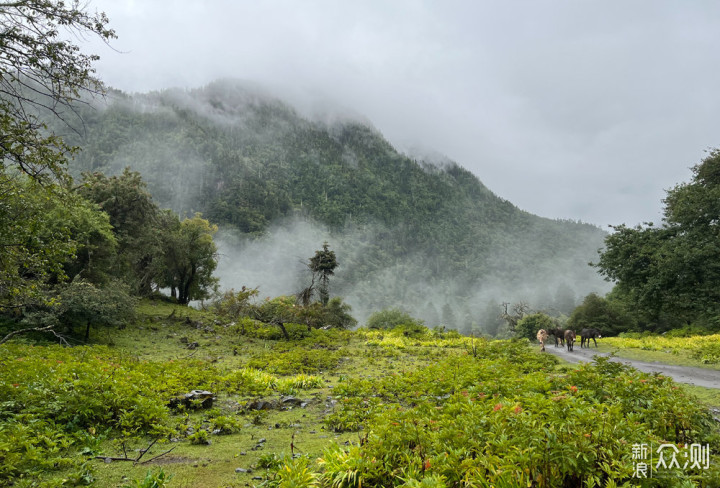 迪庆雨崩登山，香格里拉徒步，丽江古城摆烂_新浪众测