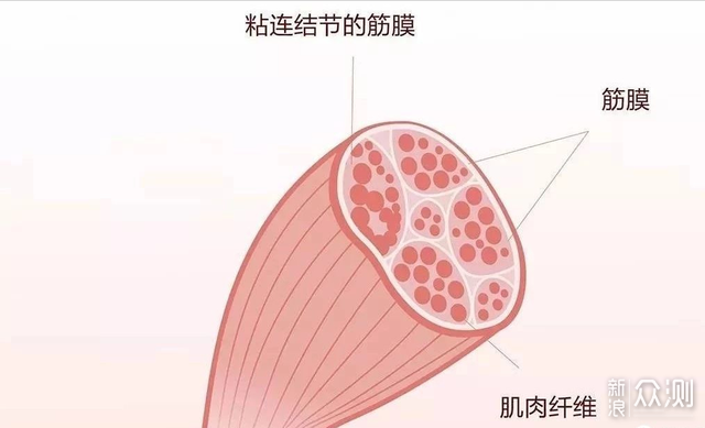 一帖搞定筋膜枪选购6款专业级筋膜枪横评对比_新浪众测