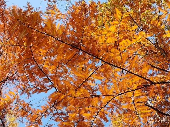 投石问路：用手机记录深秋到冬季的风景变化_新浪众测