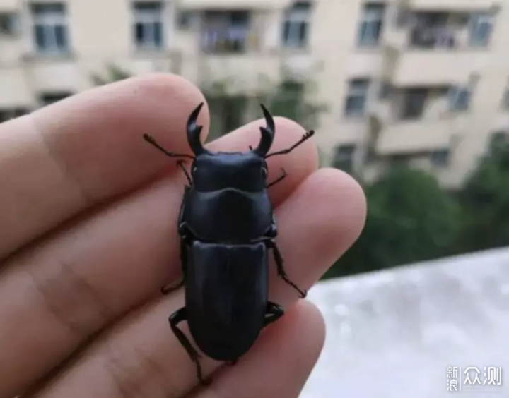 喜欢锹甲吗？宠物博主本土锹甲饲养体验_新浪众测