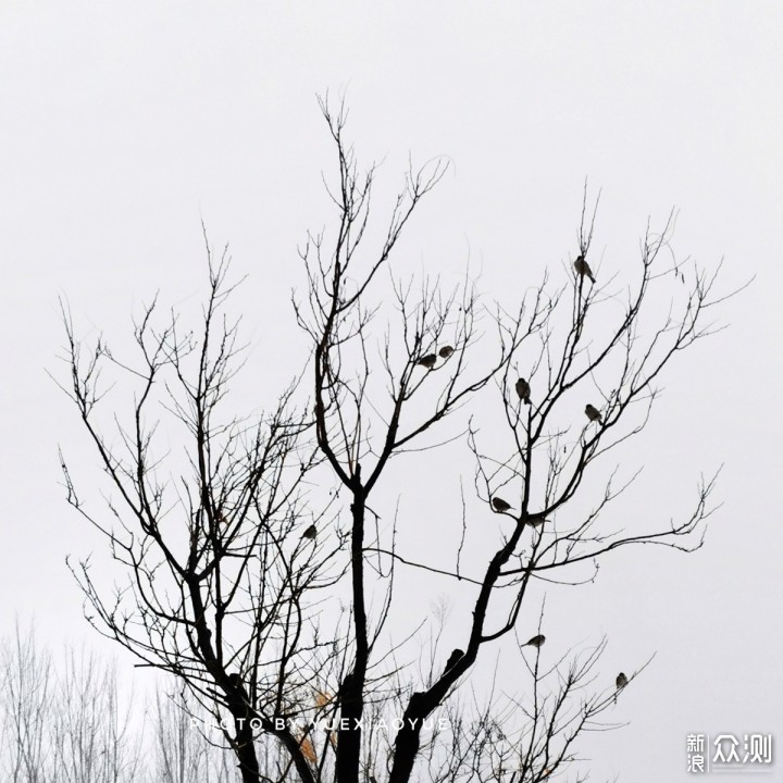 萧瑟的冬天原来这么美｜教你手机拍美冬日小景_新浪众测