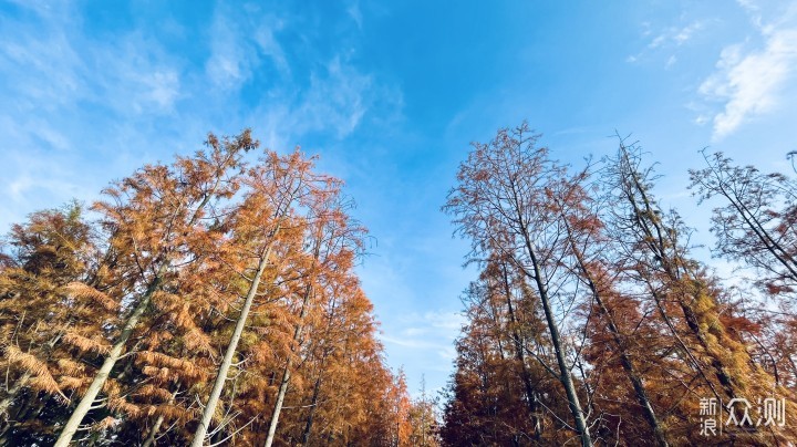 离白鹤最近的地方，南昌鲤鱼洲白鹤小镇打卡_新浪众测