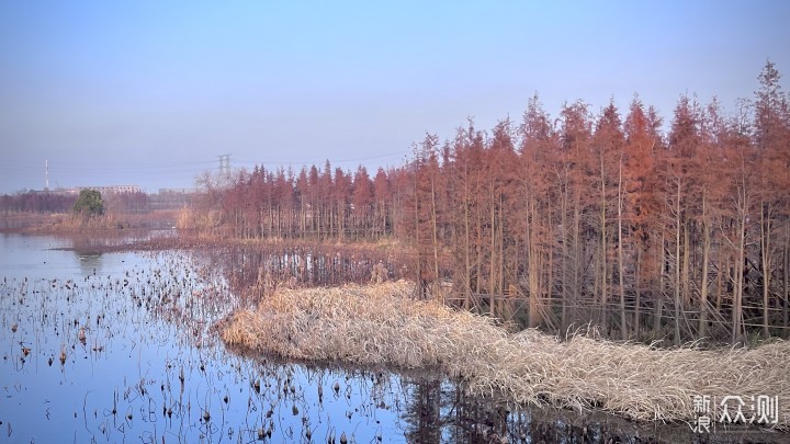 离白鹤最近的地方，南昌鲤鱼洲白鹤小镇打卡_新浪众测