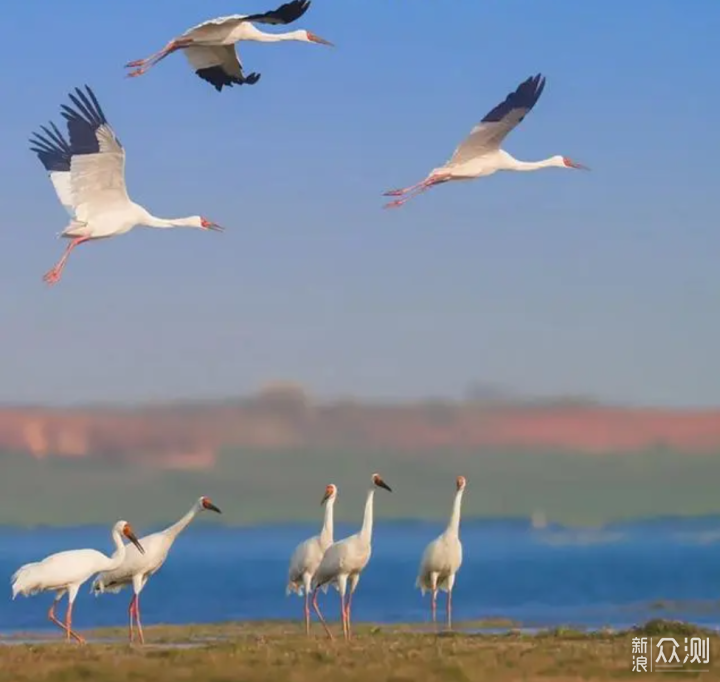 离白鹤最近的地方，南昌鲤鱼洲白鹤小镇打卡_新浪众测