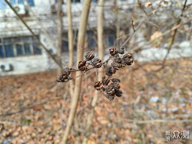 哈苏影像，一加11真实还原各种美好的瞬间_新浪众测