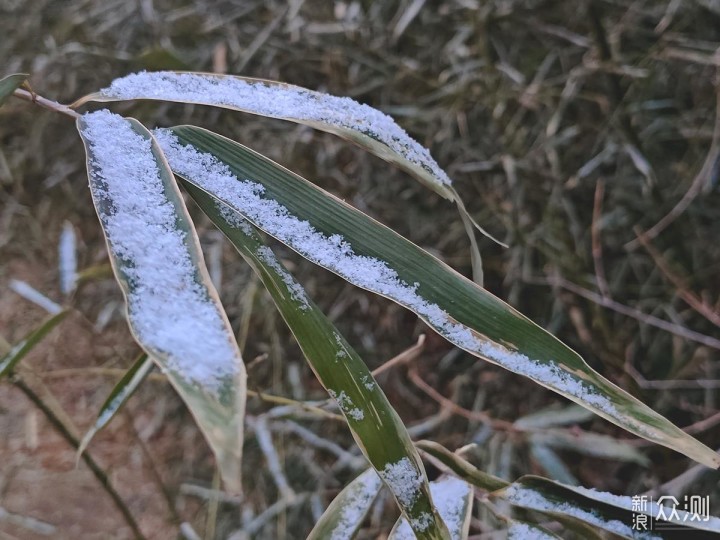 有一说二：对立春后北京小雪的手机随拍记录_新浪众测