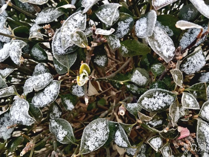 有一说二：对立春后北京小雪的手机随拍记录_新浪众测