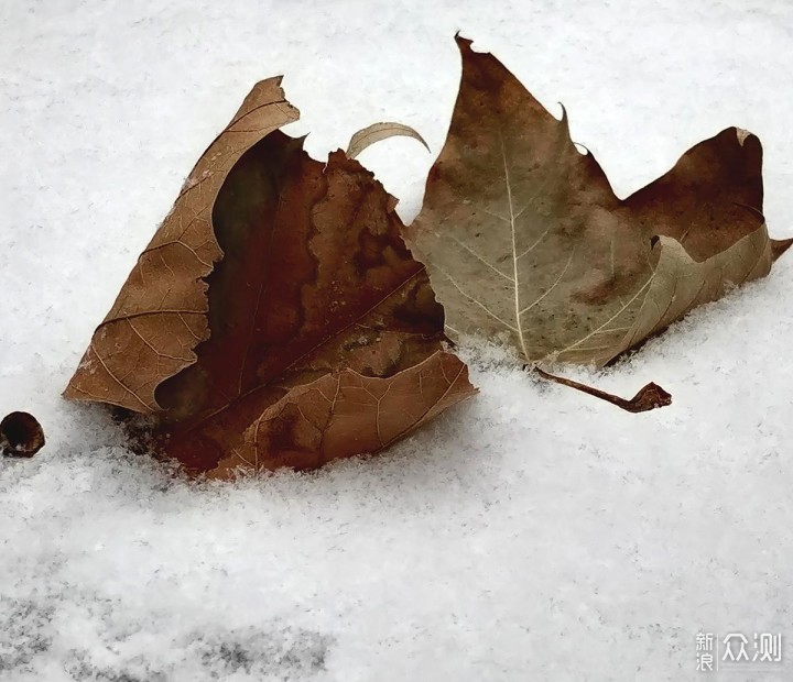 有一说二：对立春后北京小雪的手机随拍记录_新浪众测