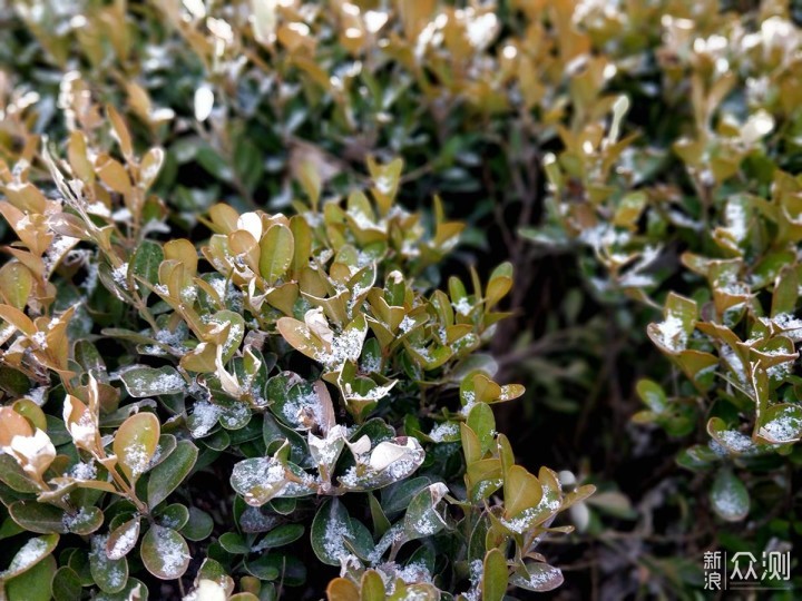 有一说二：对立春后北京小雪的手机随拍记录_新浪众测