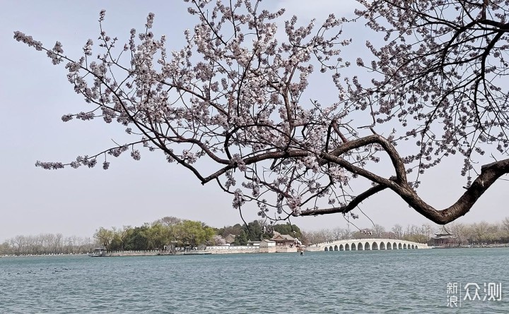 出游随拍：如何用手机摄影记录美丽的花花_新浪众测