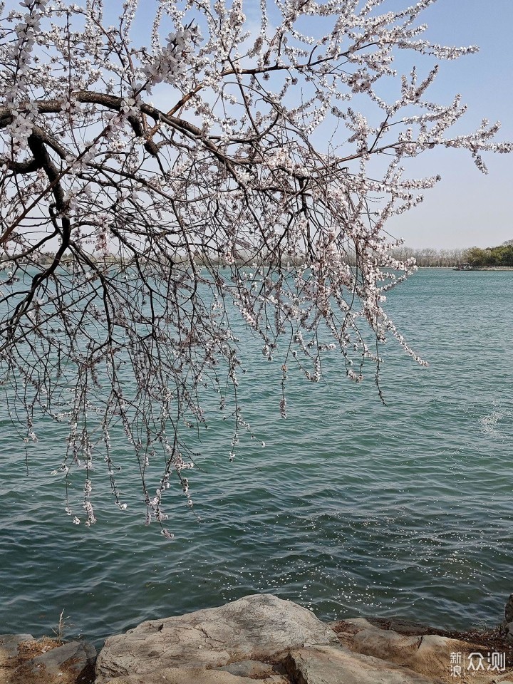 出游随拍：如何用手机摄影记录美丽的花花_新浪众测