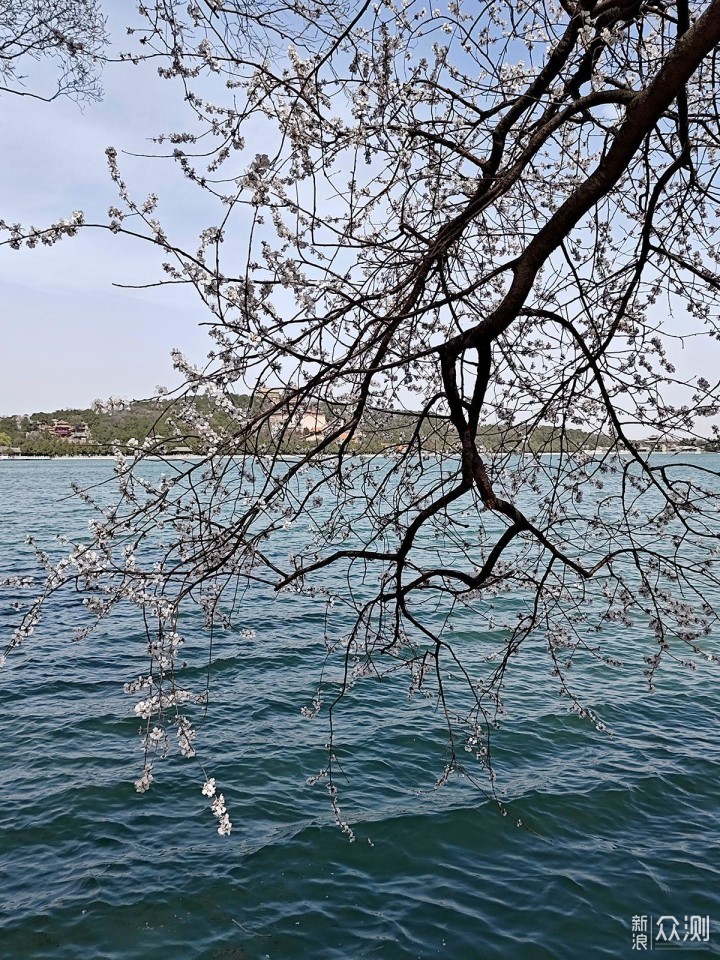 出游随拍：如何用手机摄影记录美丽的花花_新浪众测