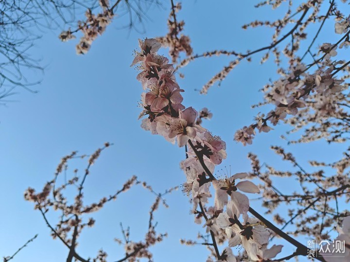 出游随拍：如何用手机摄影记录美丽的花花_新浪众测