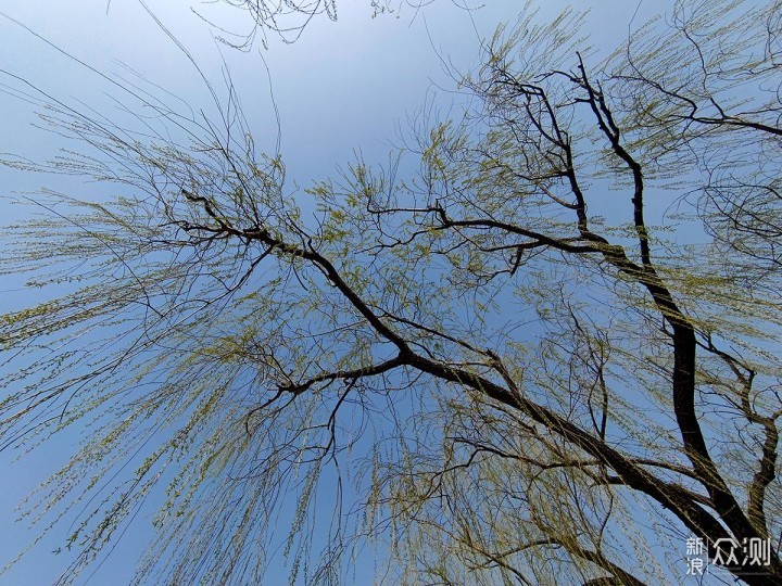 出游随拍：如何用手机摄影记录美丽的花花_新浪众测