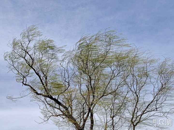 出游随拍：如何用手机摄影记录美丽的花花_新浪众测