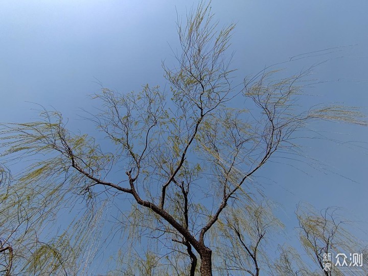 出游随拍：如何用手机摄影记录美丽的花花_新浪众测