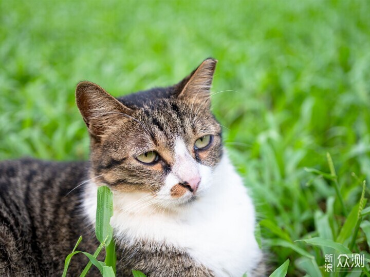 索尼ZV-E1相机体验，选卡、选镜头一文看全_新浪众测