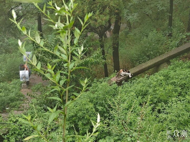 出游随拍：雨中登泰山用手机摄影记录的美景_新浪众测