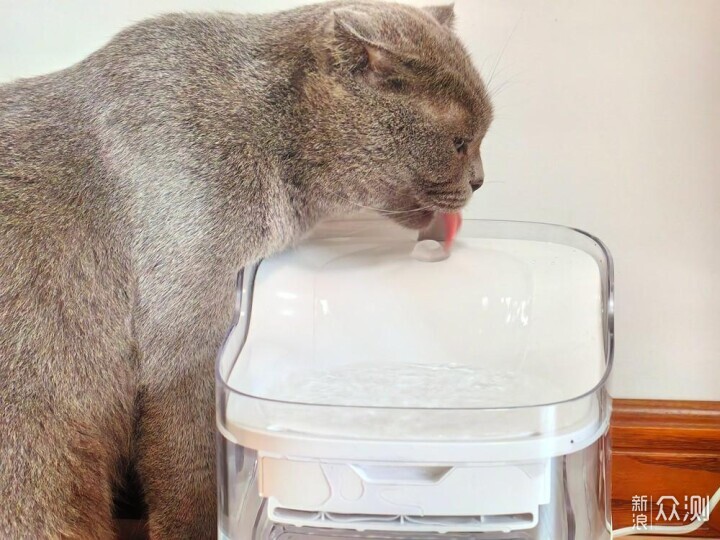 让猫咪更爱喝水，宠咕咕瀑布饮水机入手体验