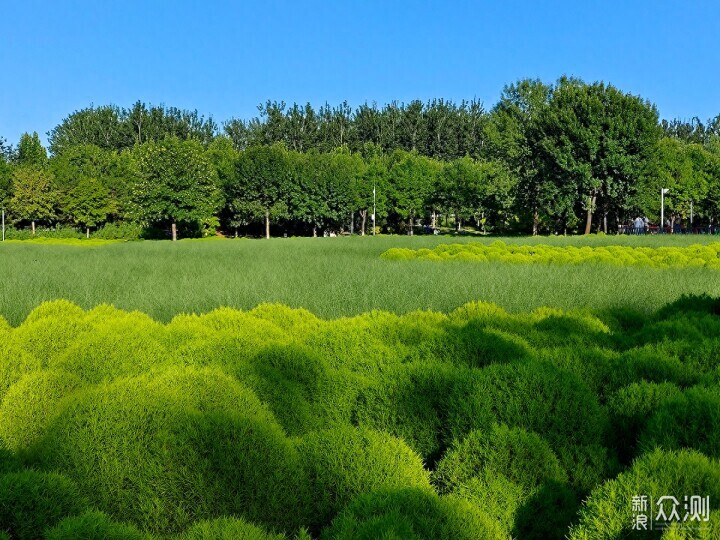 手机摄影记录奥林匹克森林公园地肤草的唯美_新浪众测