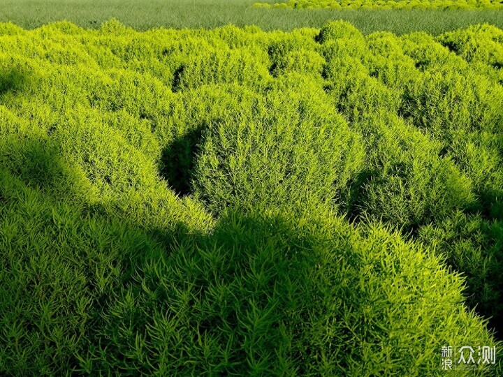 手机摄影记录奥林匹克森林公园地肤草的唯美_新浪众测