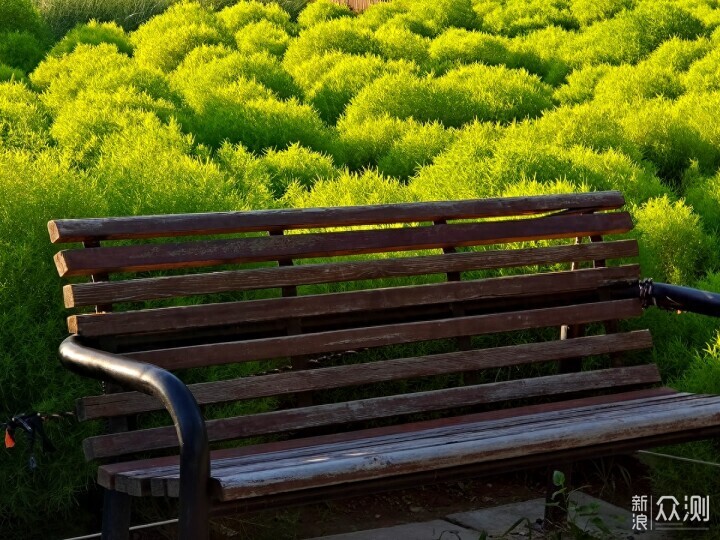 手机摄影记录奥林匹克森林公园地肤草的唯美_新浪众测