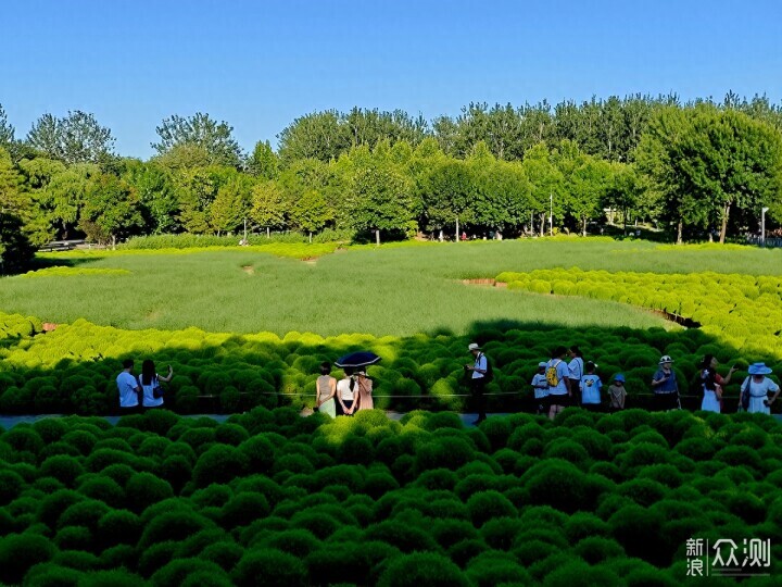 手机摄影记录奥林匹克森林公园地肤草的唯美_新浪众测