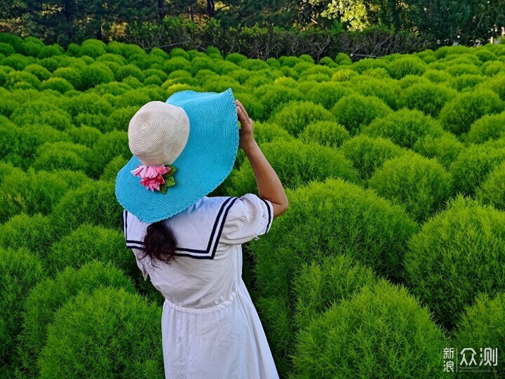 手机摄影记录奥林匹克森林公园地肤草的唯美_新浪众测