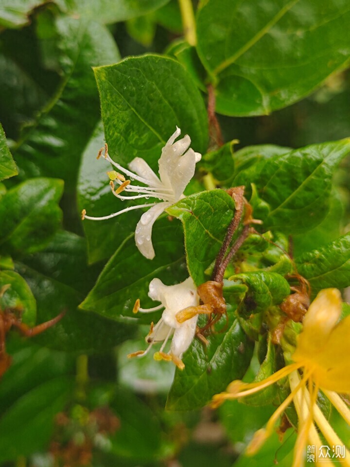 秋雨秋凉之手机摄影记录雨后公园的特别风景_新浪众测