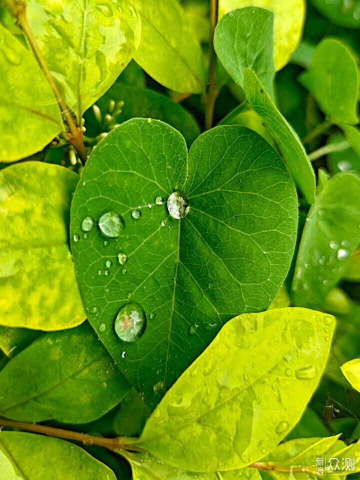 秋雨秋凉之手机摄影记录雨后公园的特别风景_新浪众测