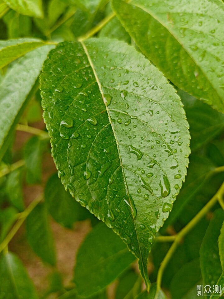 秋雨秋凉之手机摄影记录雨后公园的特别风景_新浪众测