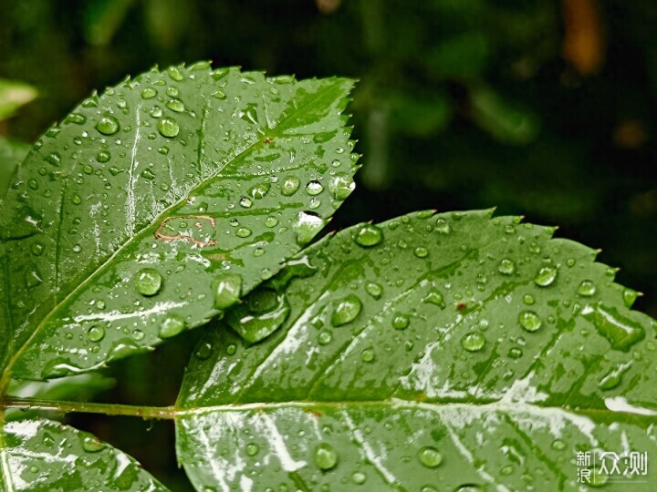 秋雨秋凉之手机摄影记录雨后公园的特别风景_新浪众测