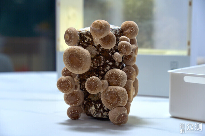 寓教于乐享美味，的超级菇菇菌菇生态箱 _新浪众测