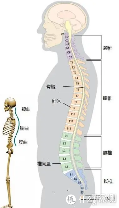 人体工学椅对比保友金豪b 2代、C500、探索家_新浪众测