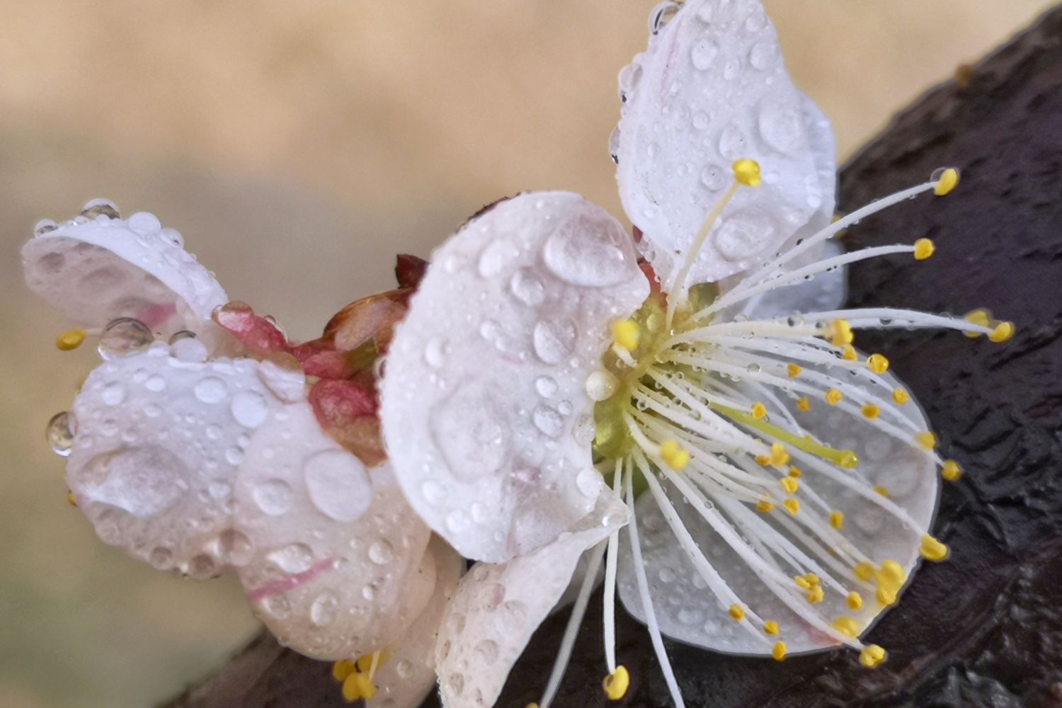 如何用手机的微距功能拍出清晰生动的花卉？