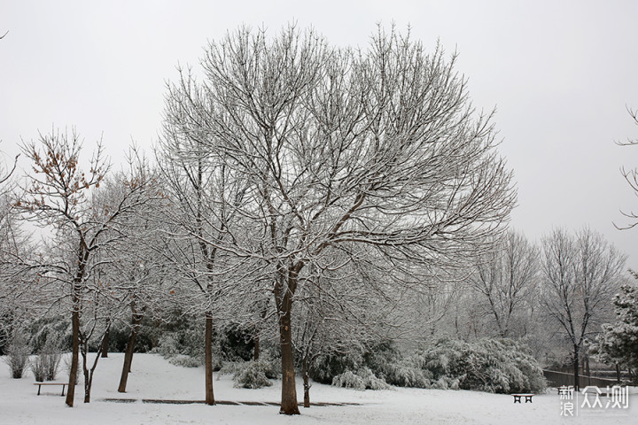 2020瑞雪兆丰年，北京第二场雪里的狗狗奇遇_新浪众测