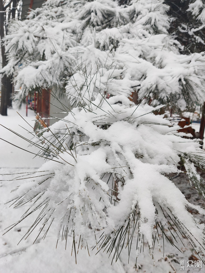 2020瑞雪兆丰年，北京第二场雪里的狗狗奇遇_新浪众测