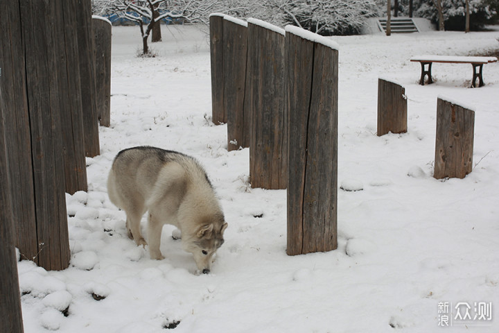 2020瑞雪兆丰年，北京第二场雪里的狗狗奇遇_新浪众测