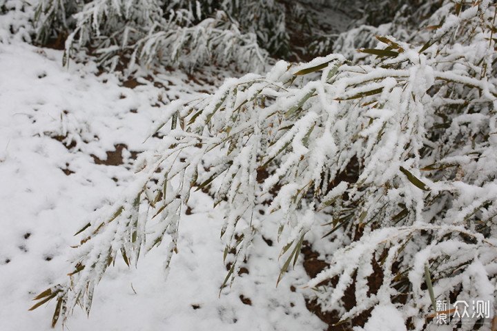 2020瑞雪兆丰年，北京第二场雪里的狗狗奇遇_新浪众测