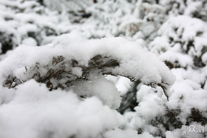 2020瑞雪兆丰年，北京第二场雪里的狗狗奇遇_新浪众测