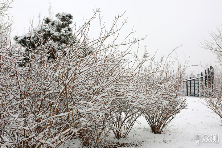 2020瑞雪兆丰年，北京第二场雪里的狗狗奇遇_新浪众测