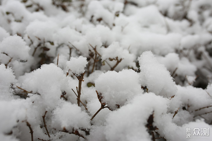 2020瑞雪兆丰年，北京第二场雪里的狗狗奇遇_新浪众测