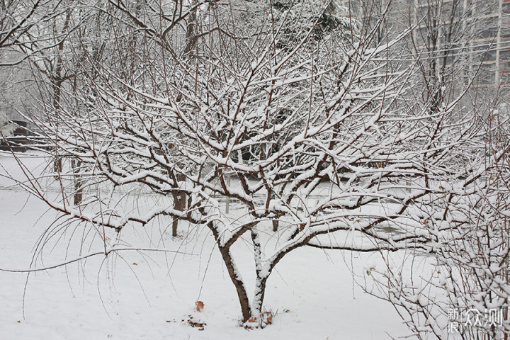 2020瑞雪兆丰年，北京第二场雪里的狗狗奇遇_新浪众测