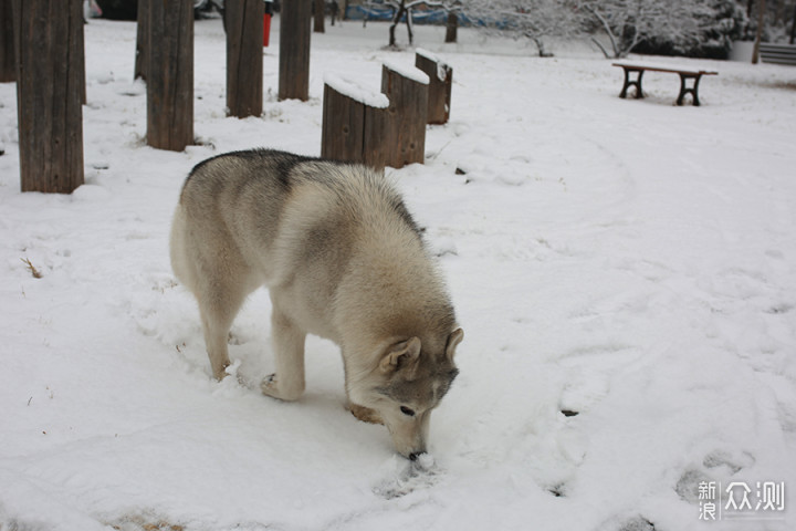 2020瑞雪兆丰年，北京第二场雪里的狗狗奇遇_新浪众测